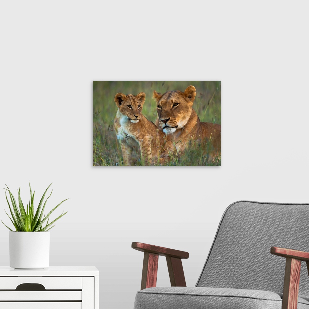 A modern room featuring Lioness with cub at dusk, Ol Pejeta Conservancy, Kenya.