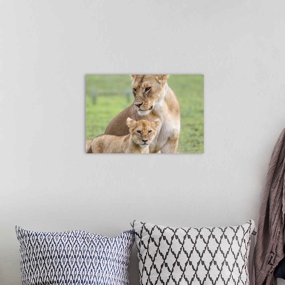 A bohemian room featuring Lioness with its female cub, Ngorongoro Conservation Area, Tanzania.