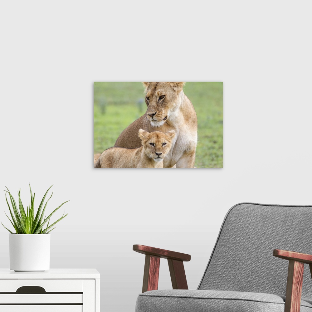 A modern room featuring Lioness with its female cub, Ngorongoro Conservation Area, Tanzania.