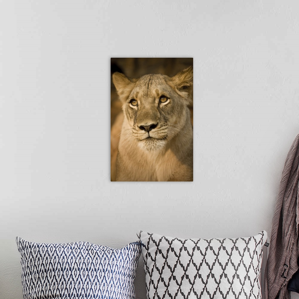 A bohemian room featuring Livingstone, Zambia, Africa. Close-up of a lioness.