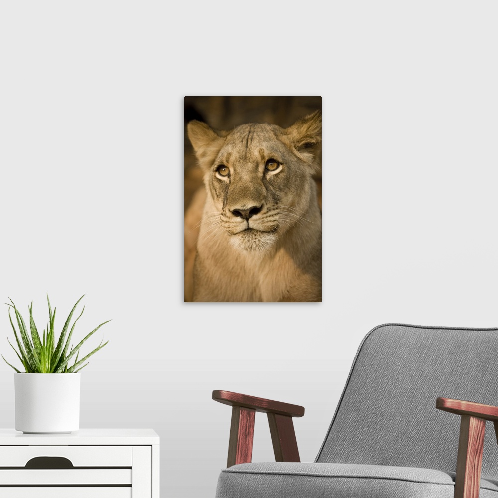 A modern room featuring Livingstone, Zambia, Africa. Close-up of a lioness.