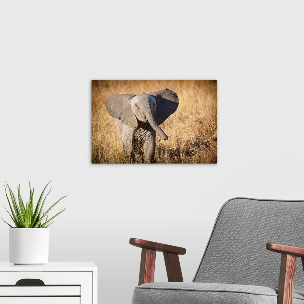 A modern room featuring Londolozi Game Reserve, South Africa. Young Bush Elephant.