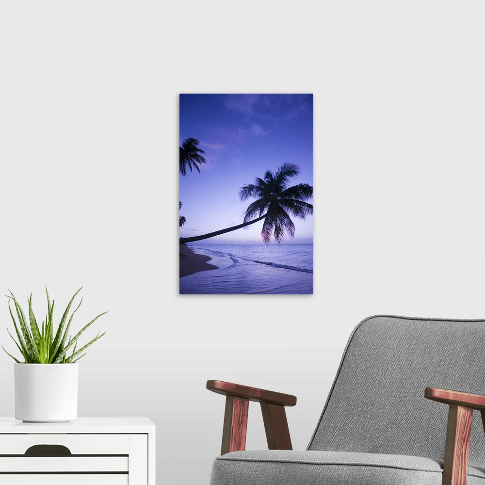 A modern room featuring Lone palm tree at sunset, Coconut Grove beach at Cade's Bay.