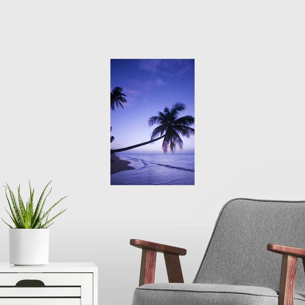 A modern room featuring Lone palm tree at sunset, Coconut Grove beach at Cade's Bay.