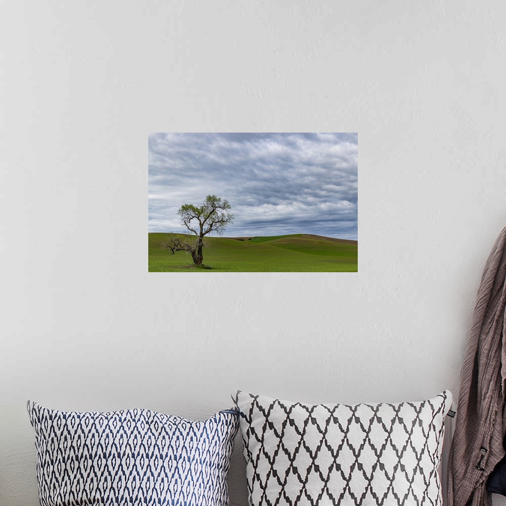 A bohemian room featuring Lone tree in lentil field near Steptoe, Washington State, USA.