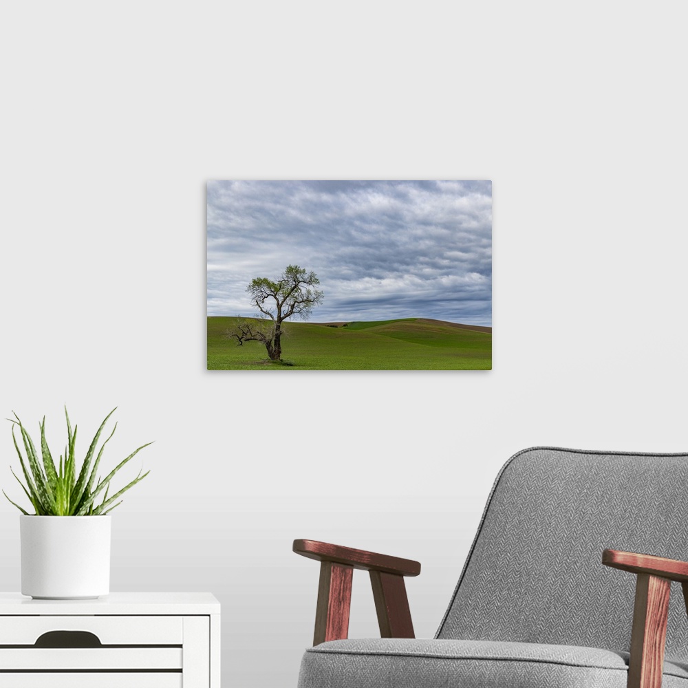 A modern room featuring Lone tree in lentil field near Steptoe, Washington State, USA.