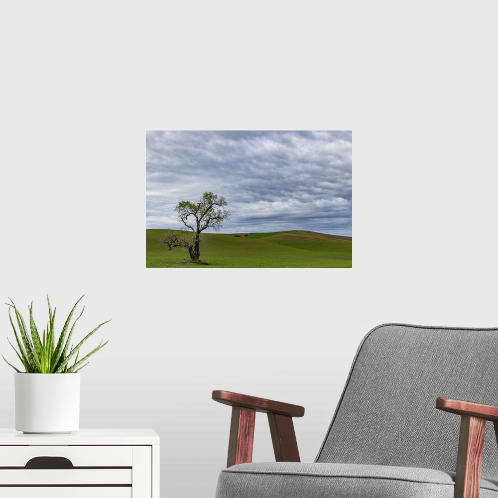 A modern room featuring Lone tree in lentil field near Steptoe, Washington State, USA.