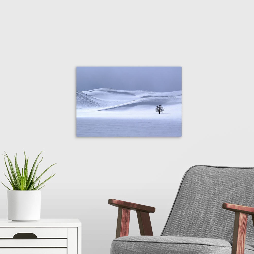 A modern room featuring USA, Yellowstone National Park. Lone tree in winter.