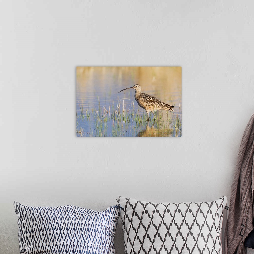 A bohemian room featuring Long-billed Curlew.