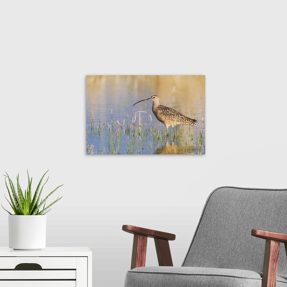 A modern room featuring Long-billed Curlew.