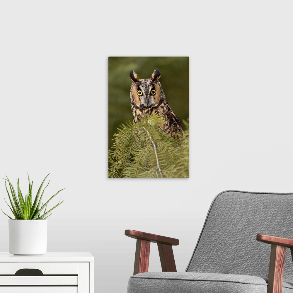 A modern room featuring Long-eared Owl, Asio otus (Captive)-Montana