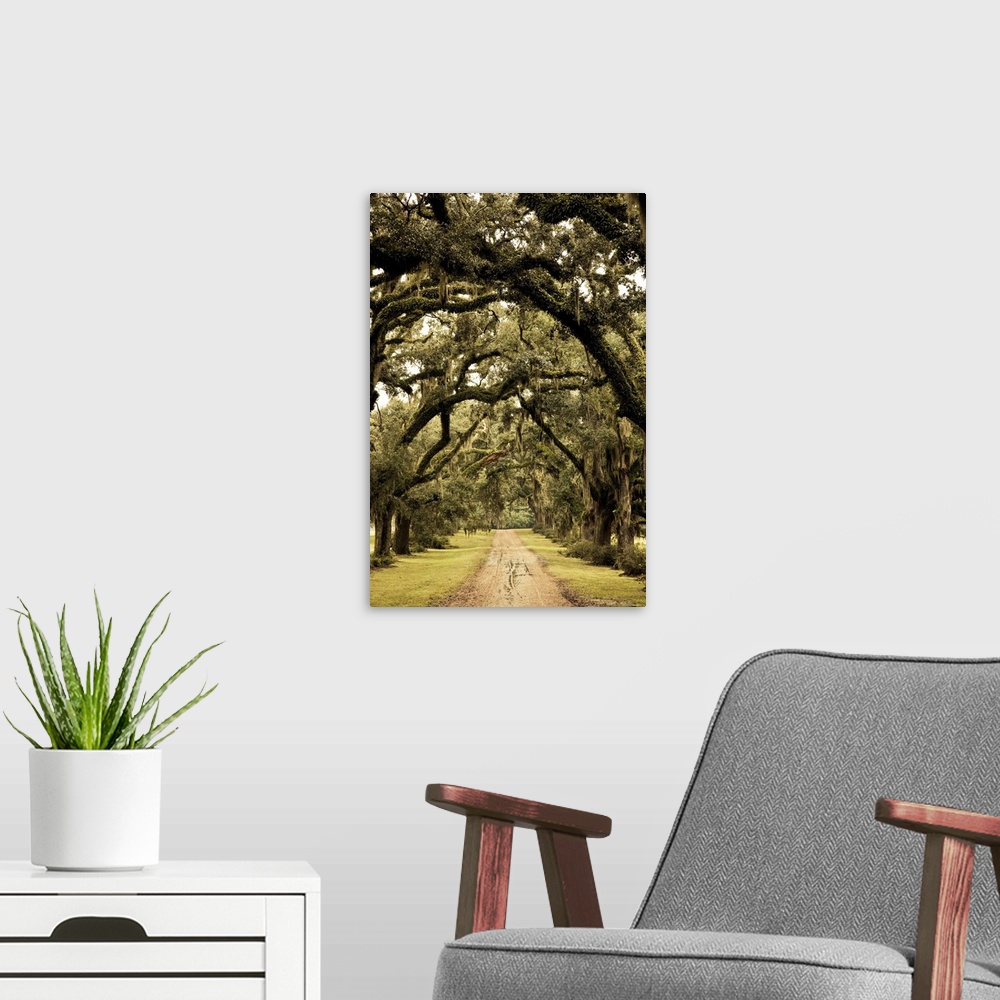 A modern room featuring USA, Louisiana, St. Francisville. Oak trees on former plantation.