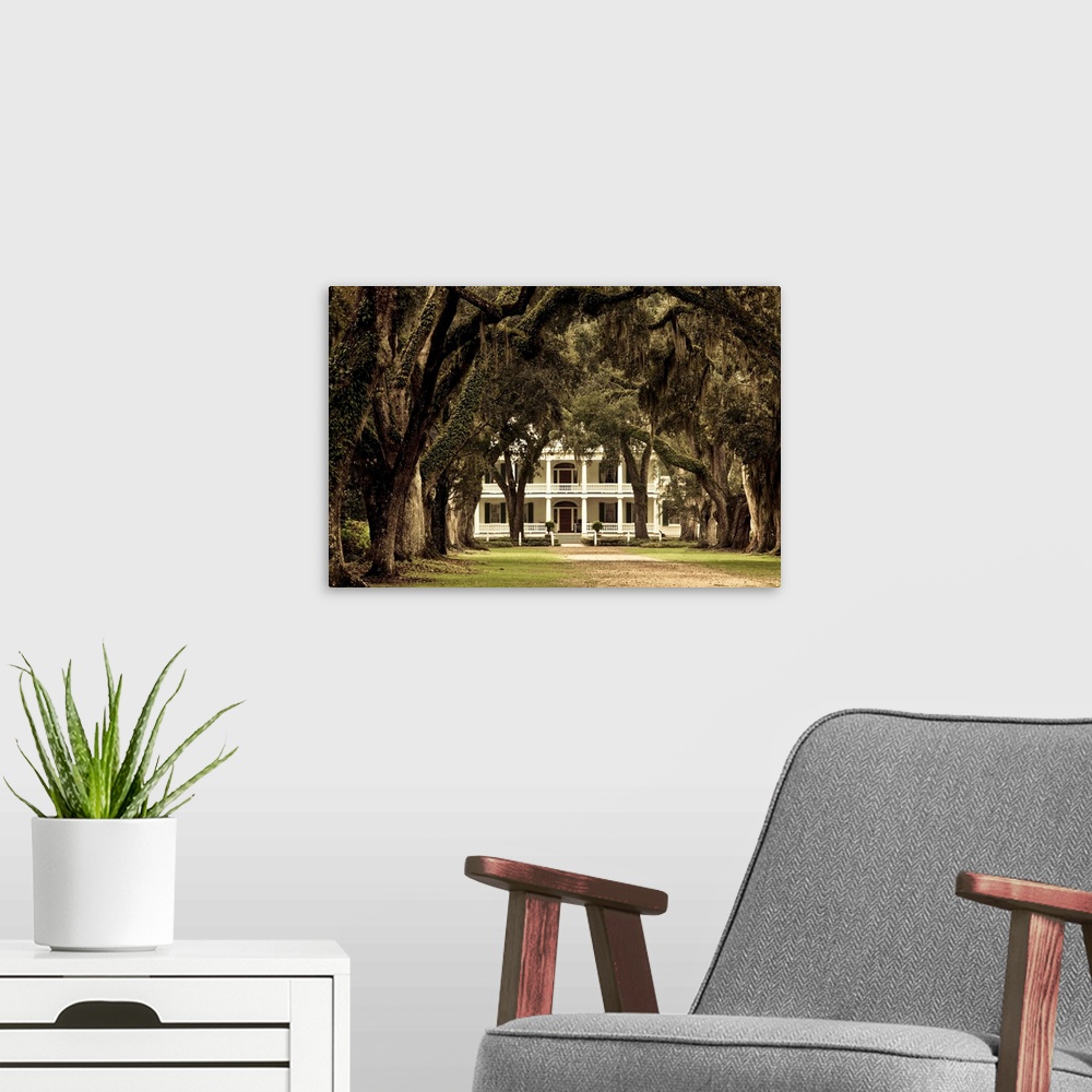 A modern room featuring USA, Louisiana, St. Francisville. Rosedown Planatation, b. 1832, oak tree canopy driveway.