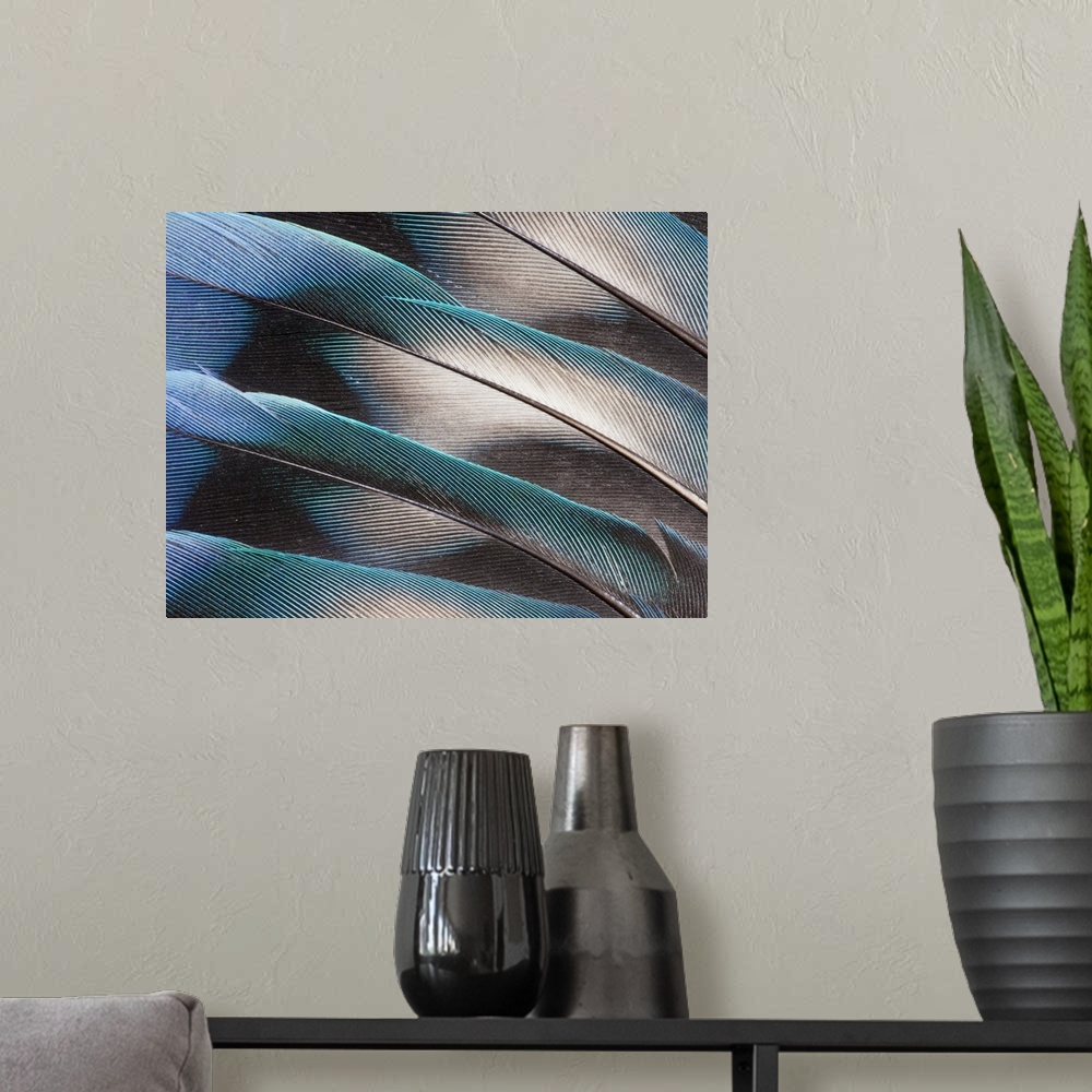 A modern room featuring Love bird tail feathers fanned out.