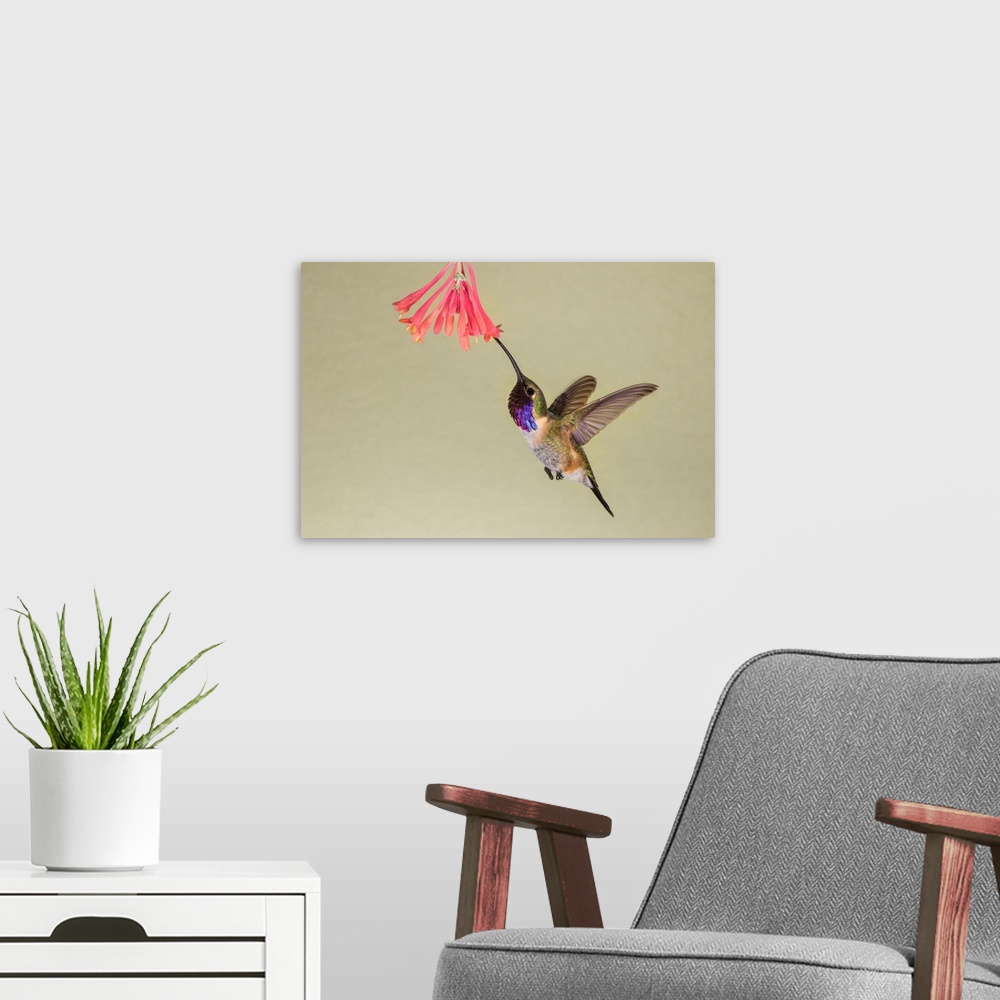 A modern room featuring Lucifer Hummingbird (Calothorax lucifer) feeding