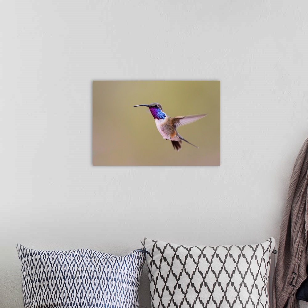 A bohemian room featuring Lucifer Hummingbird (Calothorax lucifer) male hovering