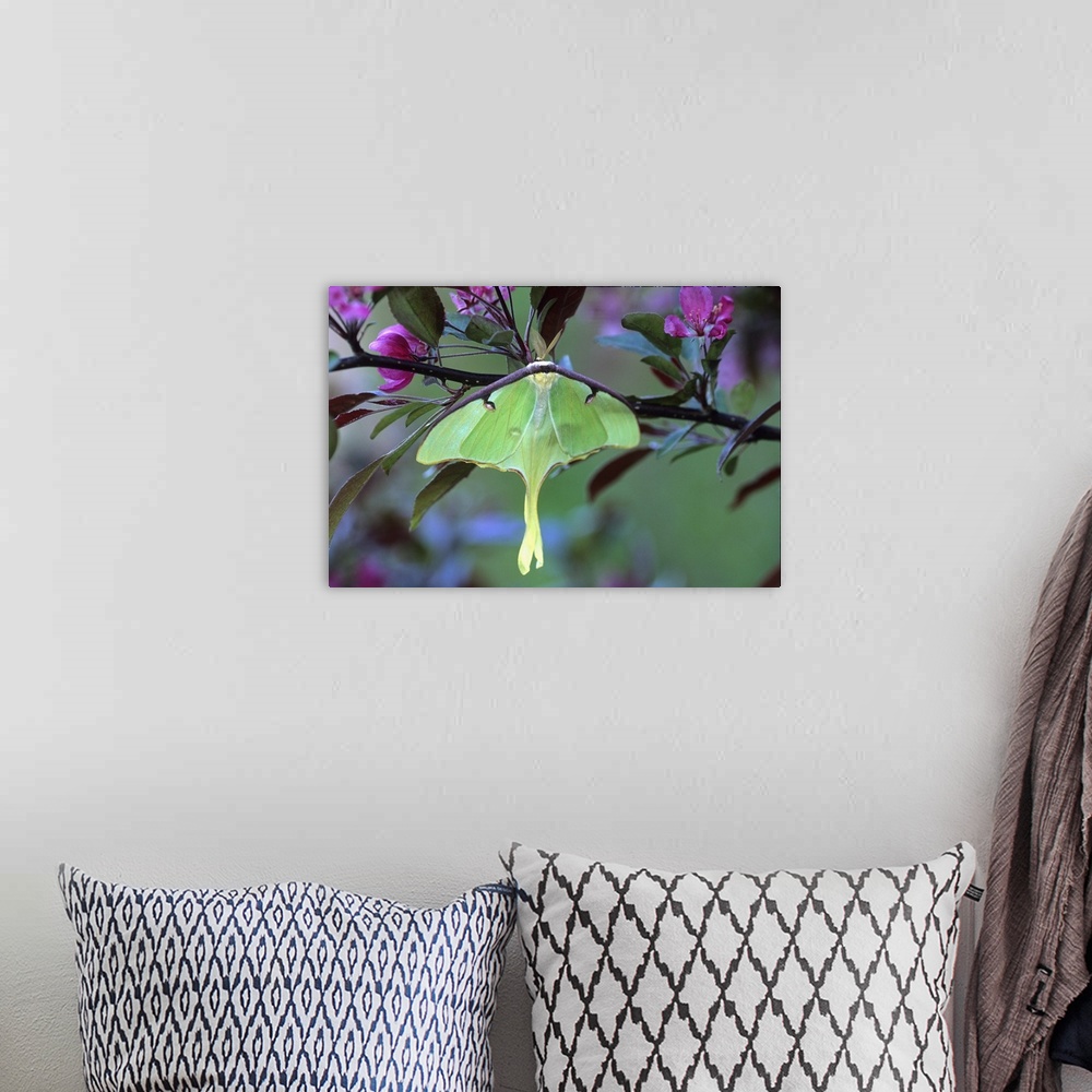 A bohemian room featuring Luna Moth on Cherry Tree in Spring
