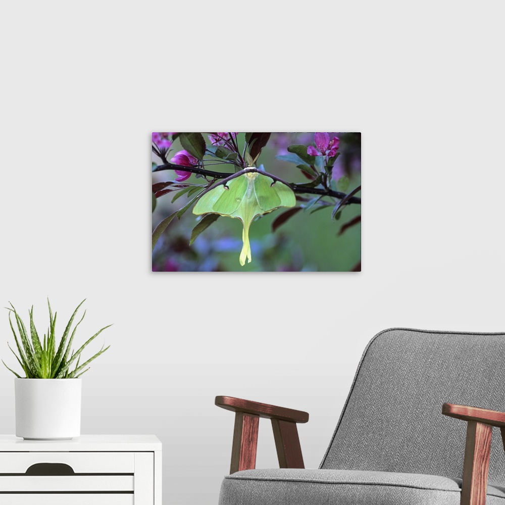 A modern room featuring Luna Moth on Cherry Tree in Spring