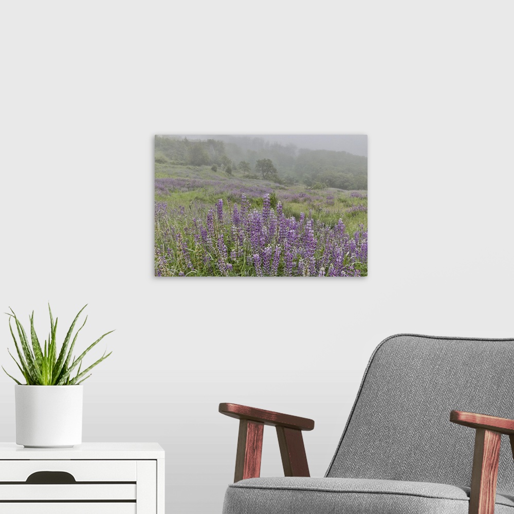 A modern room featuring Lupine and oak trees in fog, Bald Hills Redwoods National Park, California