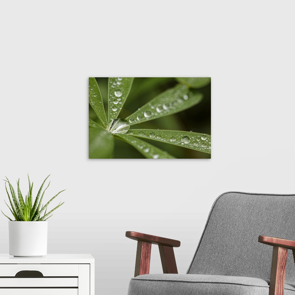A modern room featuring Lupine leaves and raindrops, Olympic National Park, Washington State. United States, Washington S...