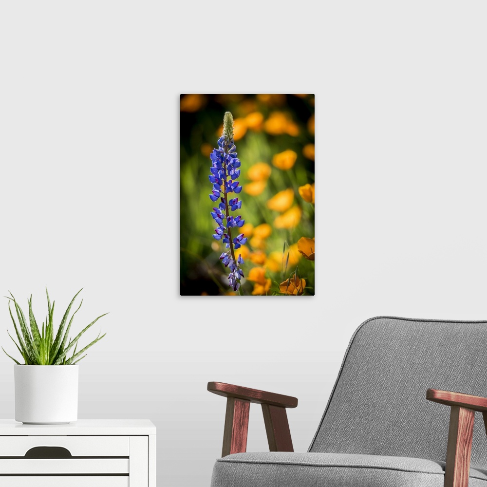 A modern room featuring Lupines And Poppies Are Two Common Wildflower That Grow Together