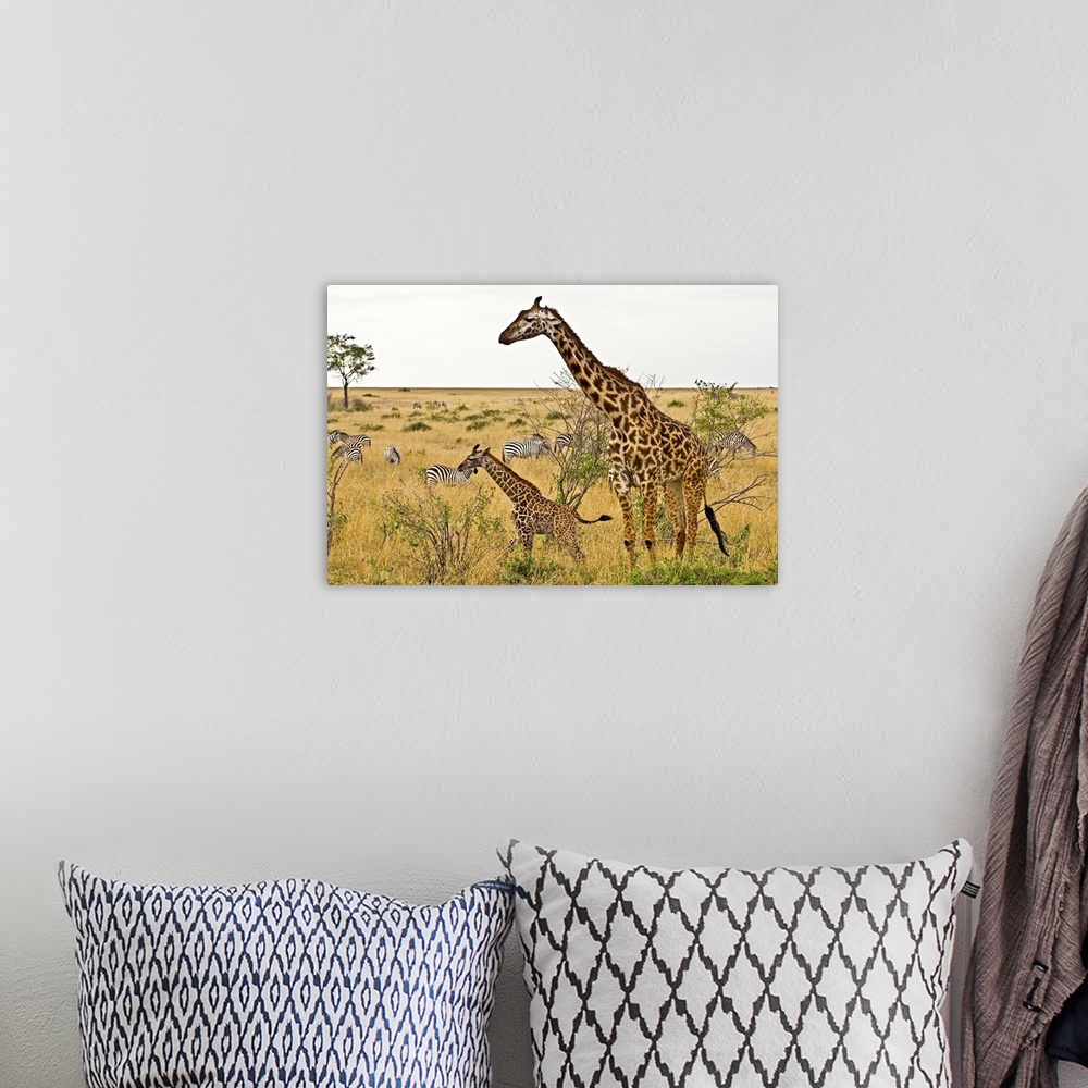 A bohemian room featuring Maasai Giraffes roaming across the Maasai Mara Kenya.