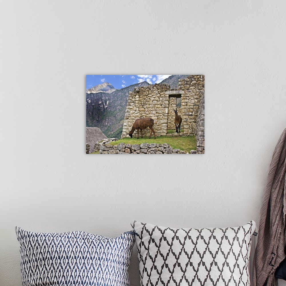A bohemian room featuring Machu Picchu, Peru, Llamas graze in the ruins of the ancient Lost City of the Inca.