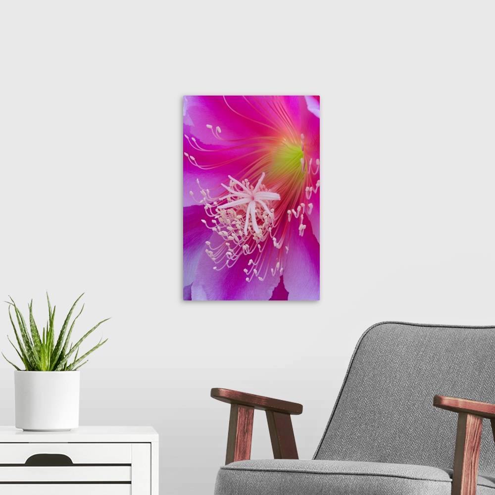 A modern room featuring Macro of orchid cactus flower, Epiphyllum ackermannii.