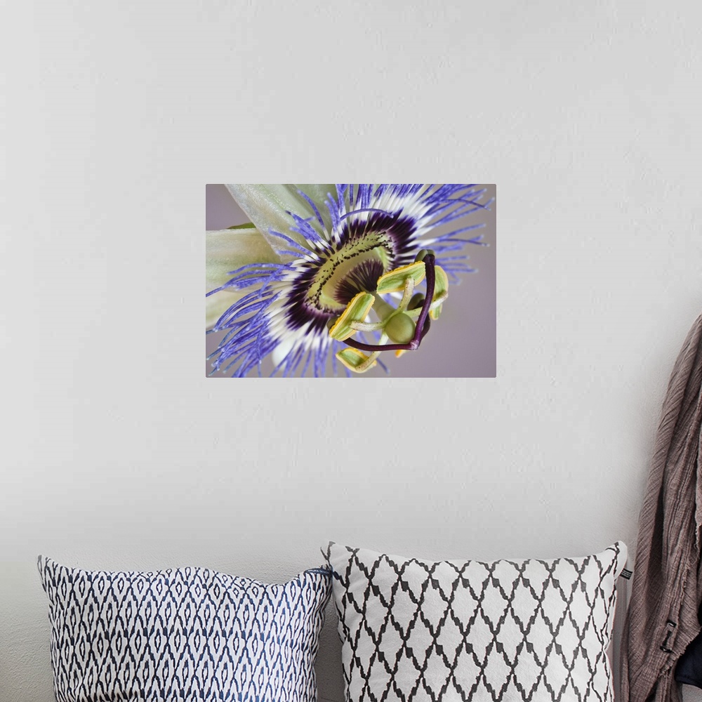 A bohemian room featuring Macro of side view of passion flower.