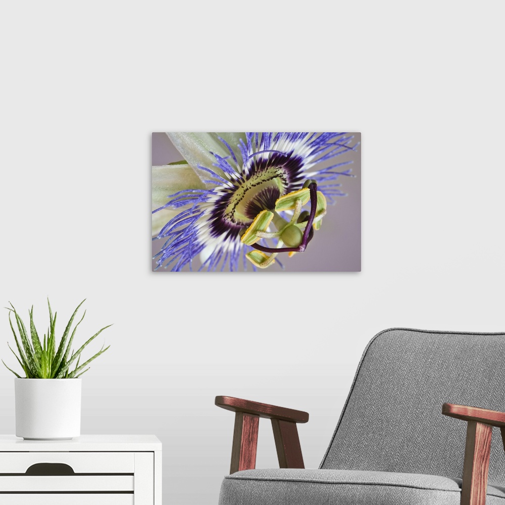 A modern room featuring Macro of side view of passion flower.