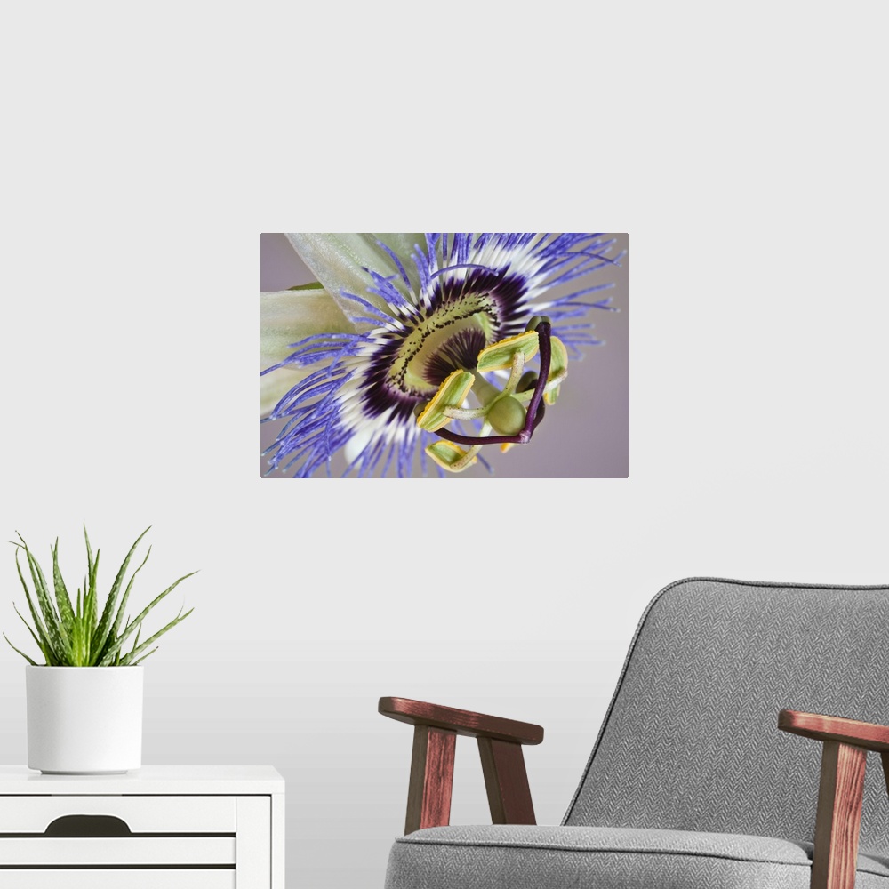 A modern room featuring Macro of side view of passion flower.