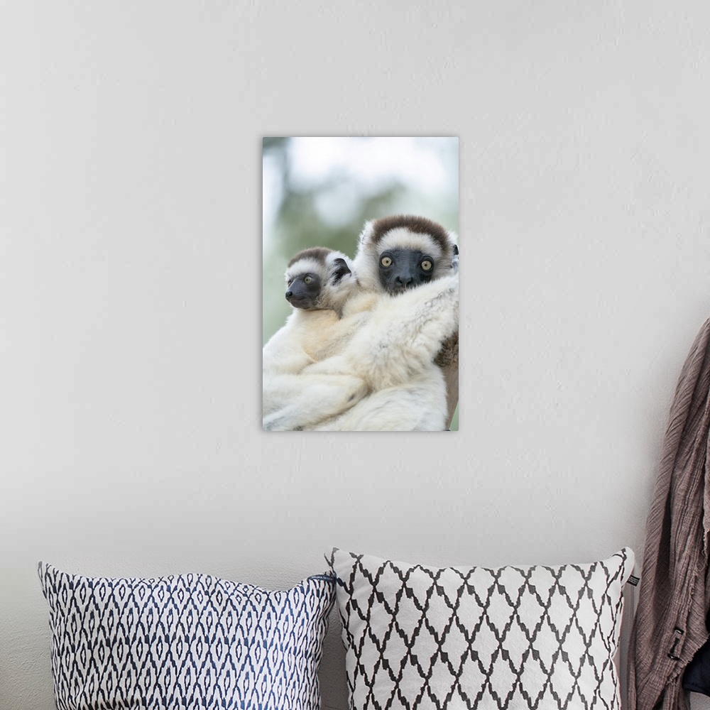 A bohemian room featuring Madagascar, Anosy Region, Berenty Reserve, A Female Sifaka With Ts Baby Holding On