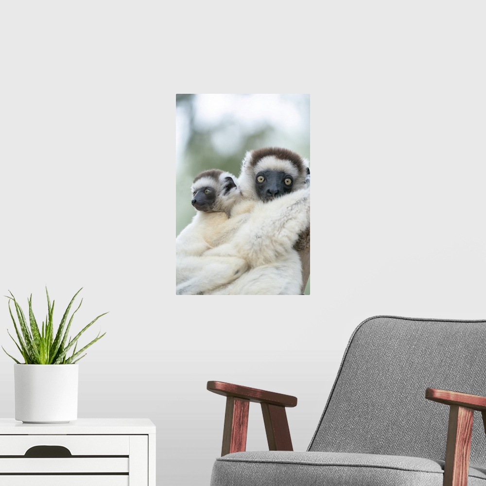 A modern room featuring Madagascar, Anosy Region, Berenty Reserve, A Female Sifaka With Ts Baby Holding On