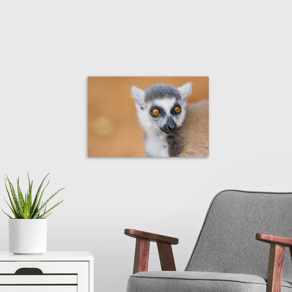A modern room featuring Madagascar, Berenty, Berenty reserve. Ring-tailed lemur.