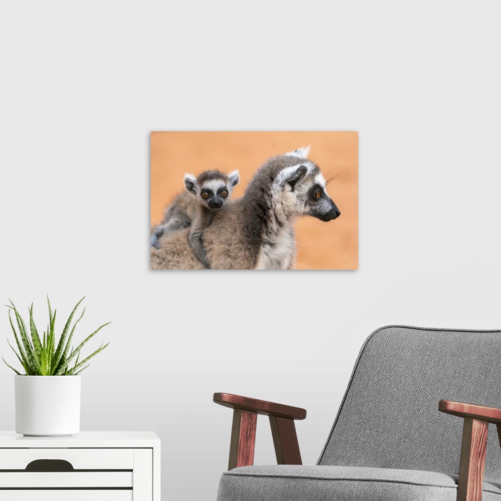A modern room featuring Madagascar, Berenty Reserve, A Baby Ring-Tailed Lemur Clings To Its Mother's Back