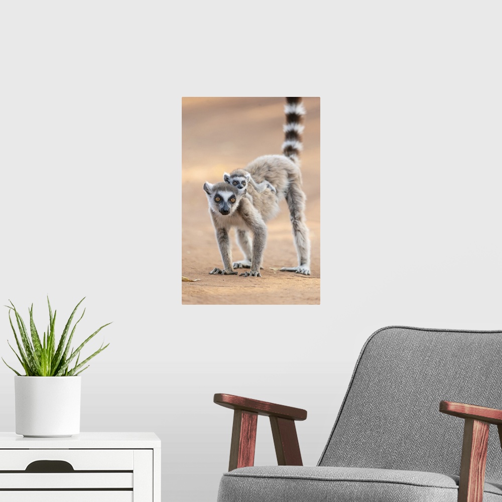 A modern room featuring Madagascar, Berenty Reserve, A Ring-Tailed Lemur Baby Rides On The Back Of Its Mother