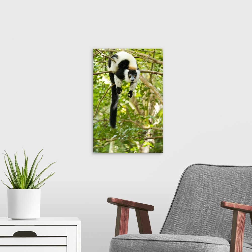 A modern room featuring Madagascar, Lake Ampitabe, Akanin'ny Nosy Reserve, Ruffed Lemur In A Tree