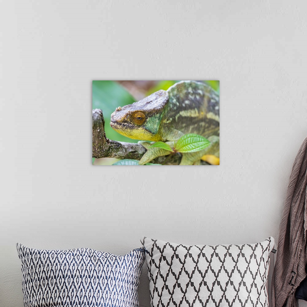 A bohemian room featuring Madagascar, Marozevo, Peyrieras Reptile Reserve, Portrait Of A Parson's Chameleon