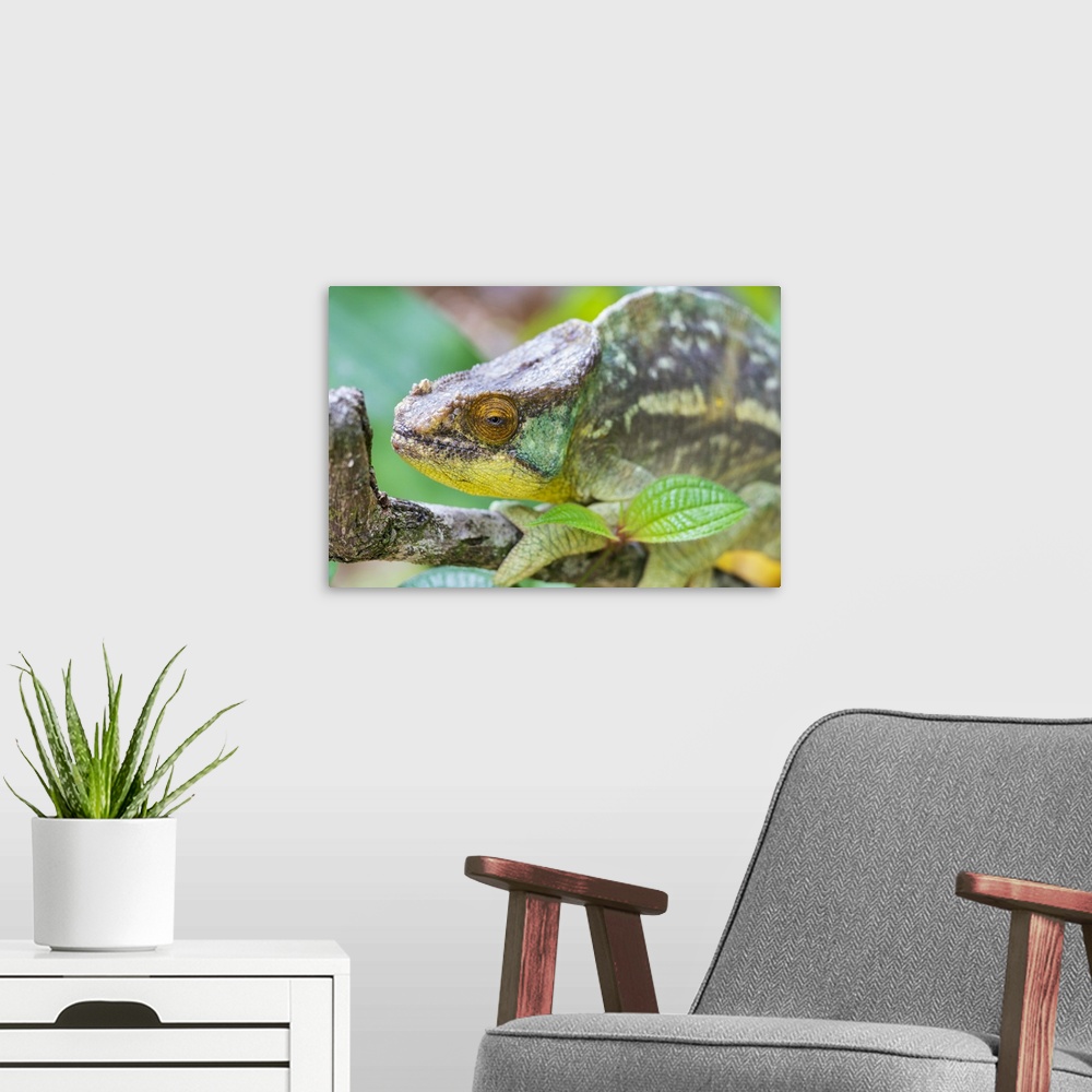 A modern room featuring Madagascar, Marozevo, Peyrieras Reptile Reserve, Portrait Of A Parson's Chameleon