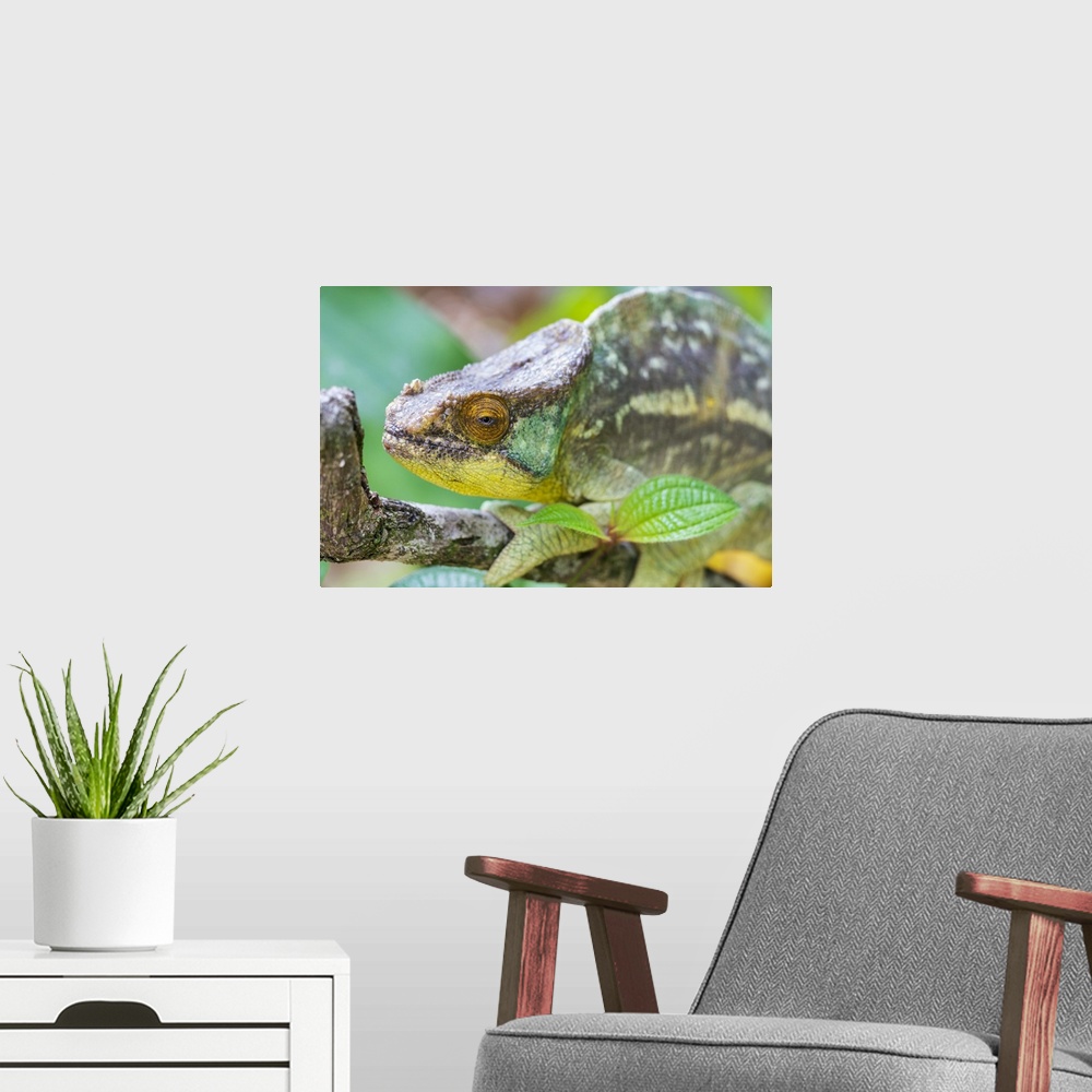 A modern room featuring Madagascar, Marozevo, Peyrieras Reptile Reserve, Portrait Of A Parson's Chameleon