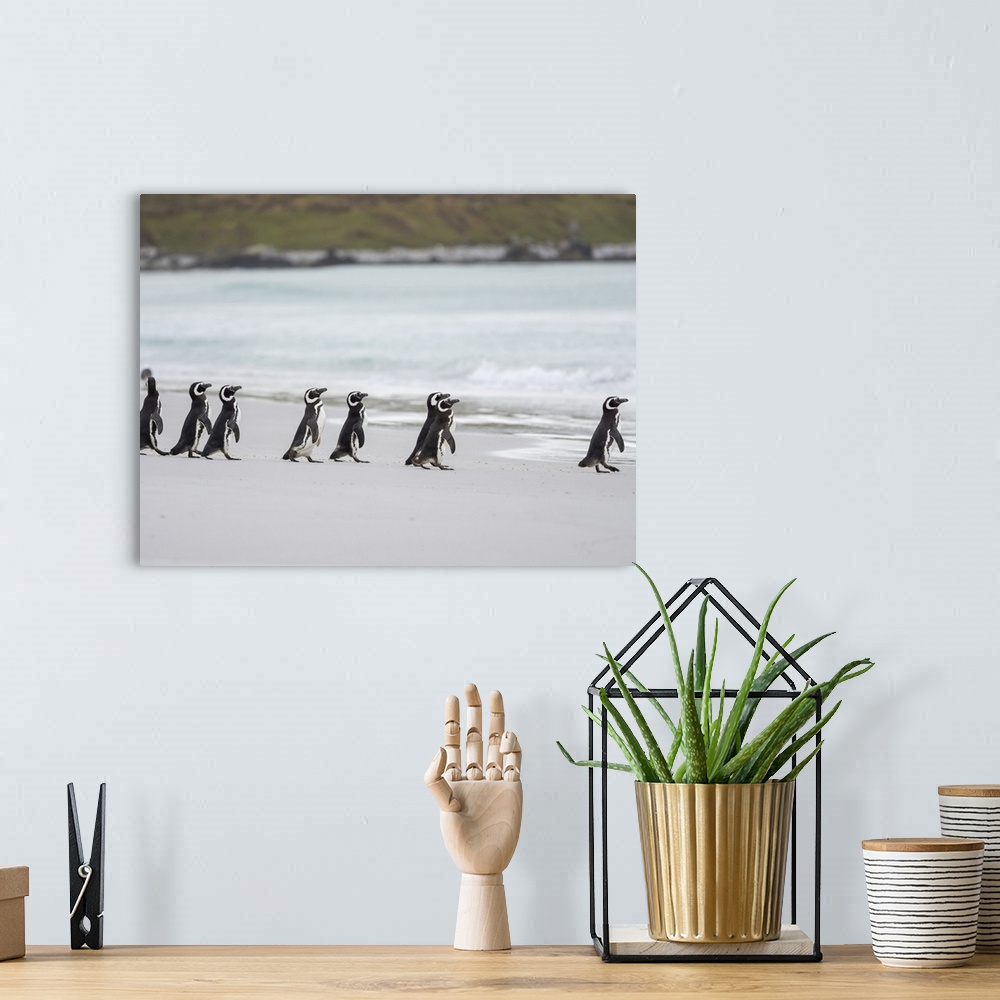 A bohemian room featuring Magellanic Penguin, Falkland Islands.