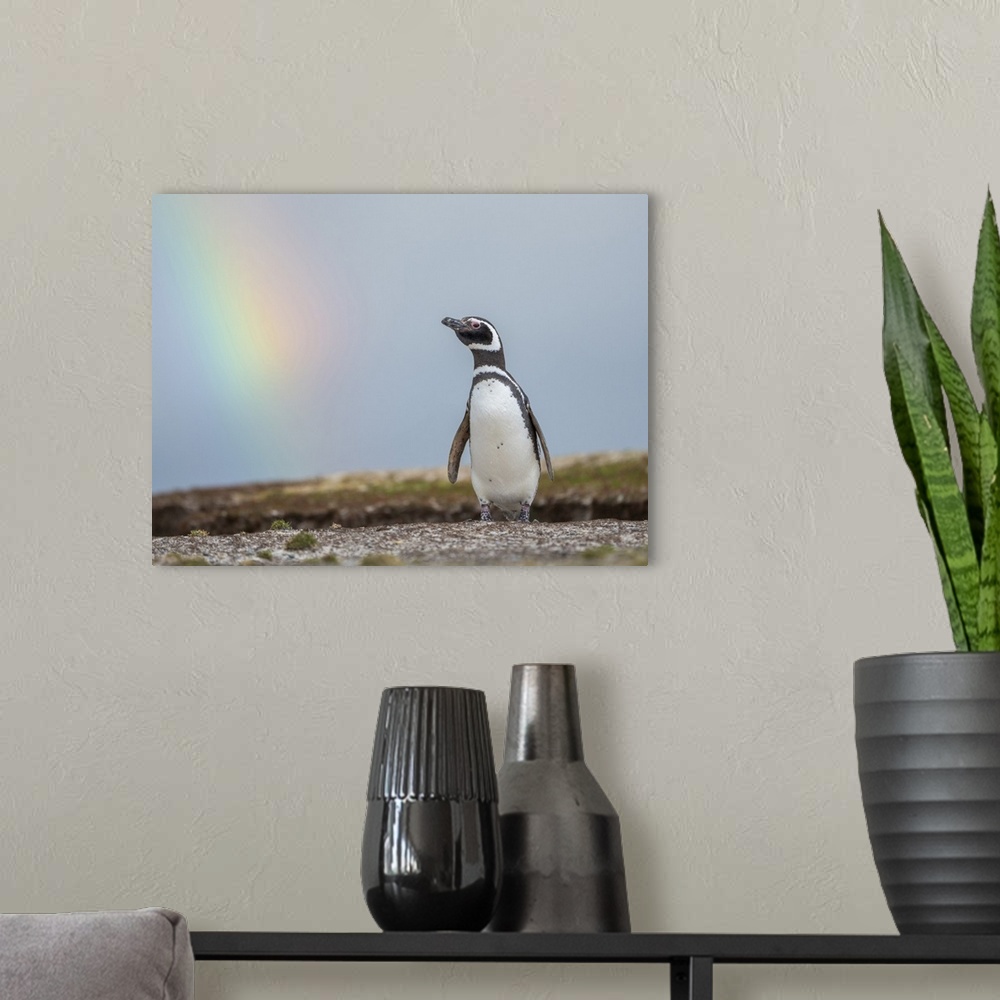 A modern room featuring Magellanic Penguin, Falkland Islands.