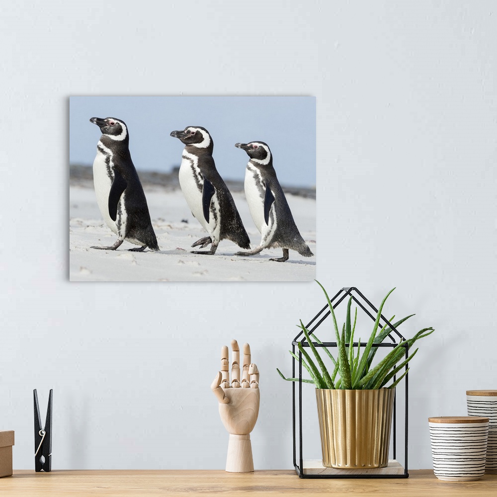 A bohemian room featuring Magellanic Penguin, Falkland Islands.