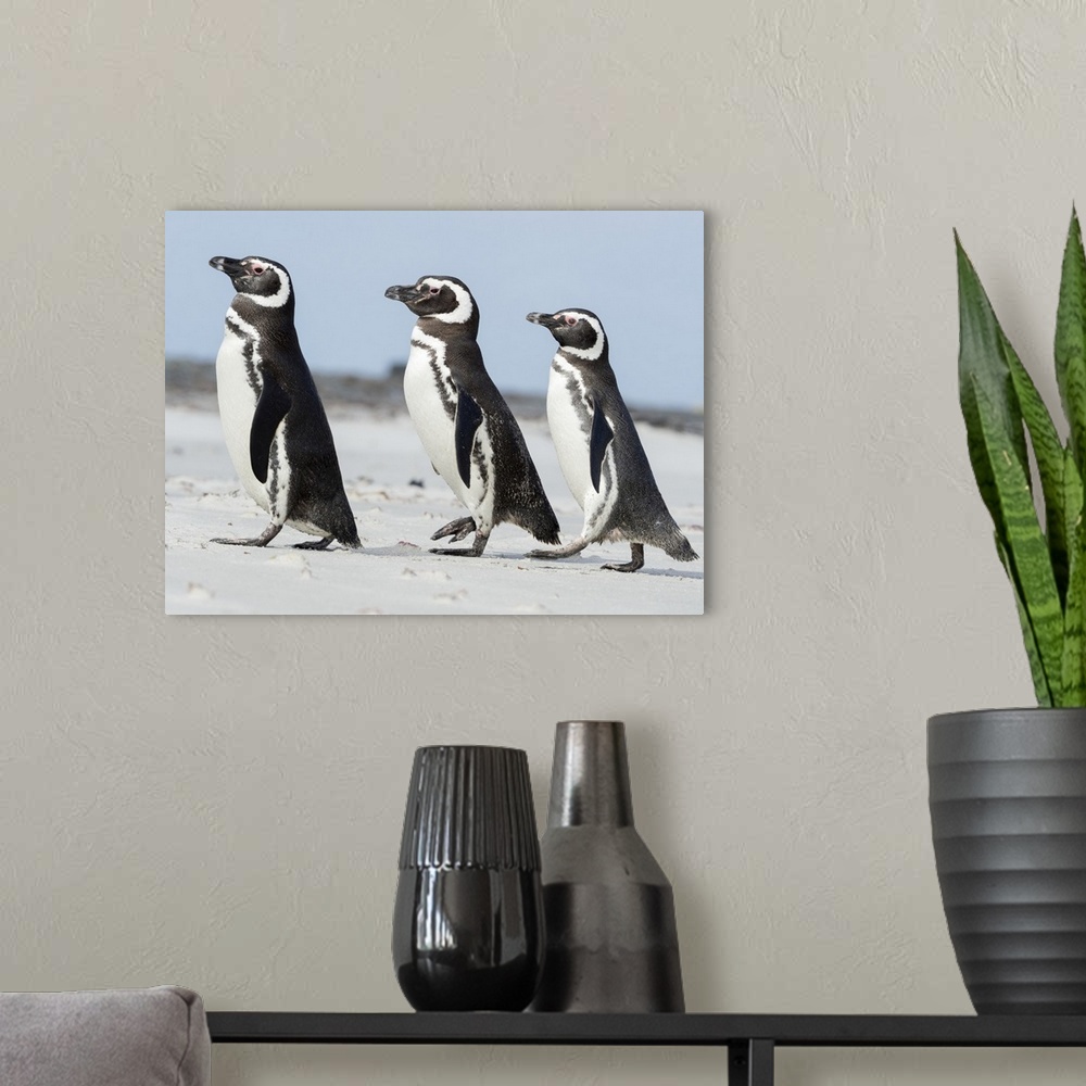 A modern room featuring Magellanic Penguin, Falkland Islands.