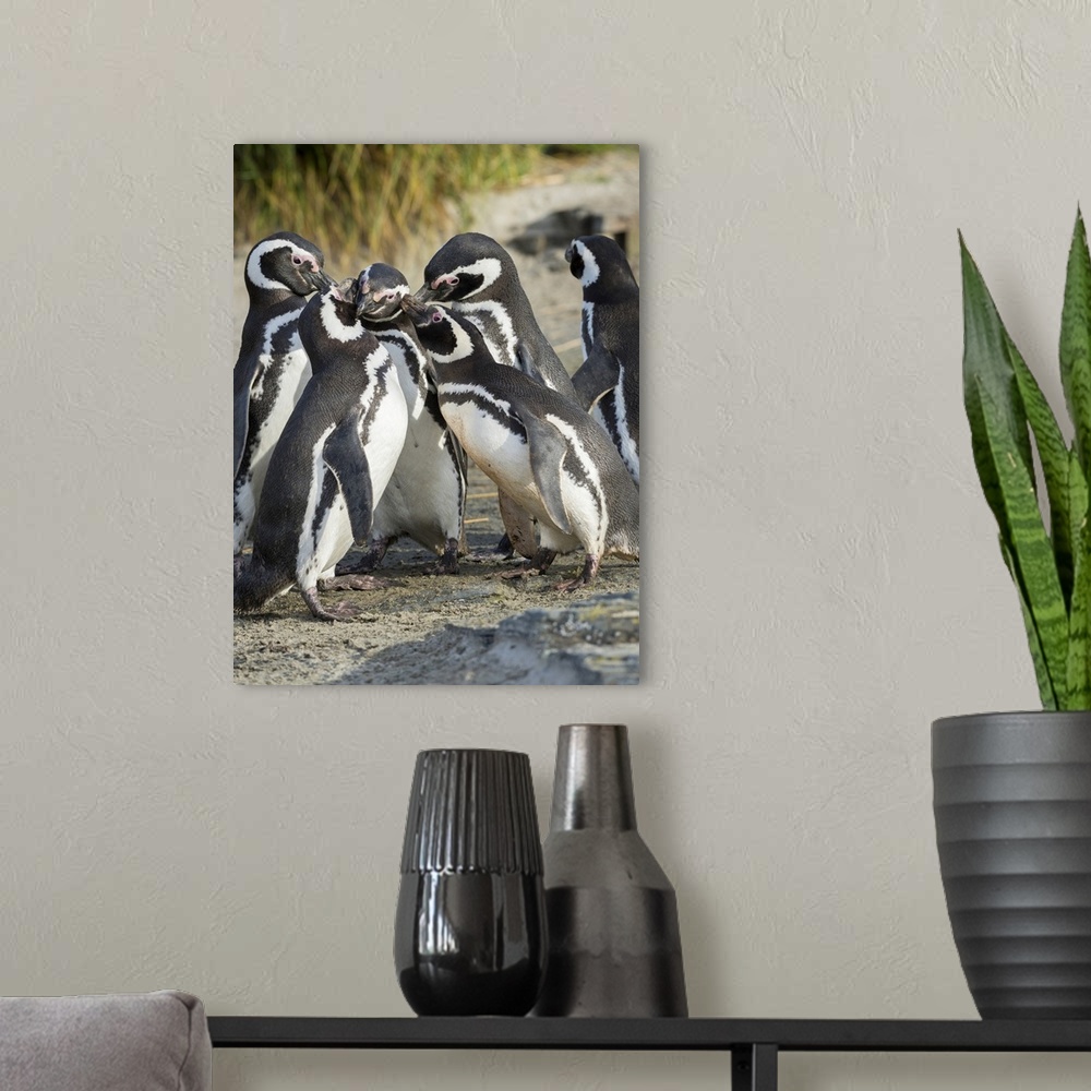 A modern room featuring Magellanic Penguin social interaction and behavior in a group, Falkland Islands.