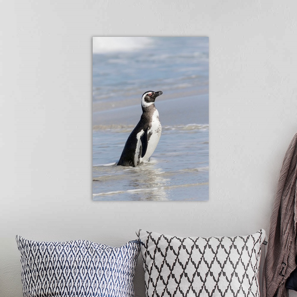 A bohemian room featuring Magellanic Penguin (Spheniscus magellanicus), on beach leaving the ocean. South America, Falkland...