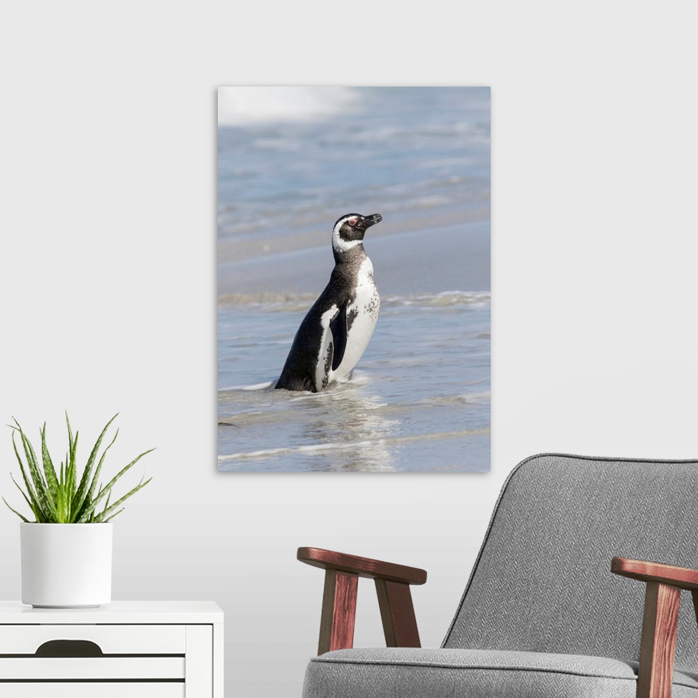 A modern room featuring Magellanic Penguin (Spheniscus magellanicus), on beach leaving the ocean. South America, Falkland...