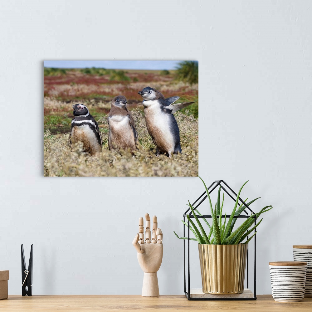 A bohemian room featuring Magellanic Penguin (Spheniscus magellanicus), at burrow with half grown chicks. South America, Fa...