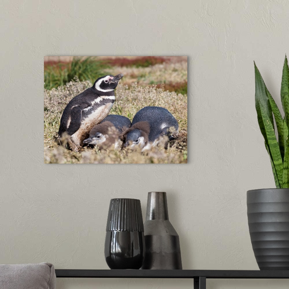 A modern room featuring Magellanic Penguin (Spheniscus magellanicus), at burrow with half grown chicks. South America, Fa...