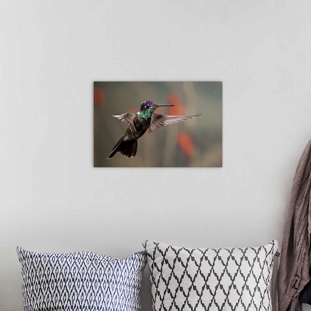 A bohemian room featuring Magnificent (Rivoli's)  Hummingbird .Eugenes fulgens.Southern Arizona